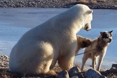 Niezwykłe nagranie gdzie niedźwiedź polarny głaszcze haskiego. Sielankowa scena zmieniła się w tragedię