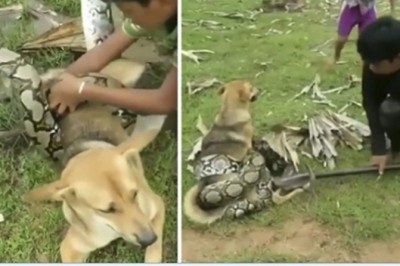 Wąż dusiciel zaatakował ich ukochanego psa. Dzieci postanowiły stanąć w jego obronie