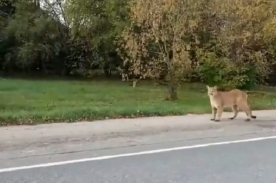 Nagrali jak puma biegająca wolno po wsi zapolowała na psa sąsiada