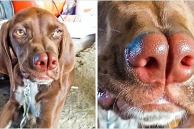 7 rzadkich ras psów, o których istnieniu nie mieliśmy pojęcia. Są unikatowe i piękne 