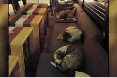 Właściciel restauracji jest aniołem dla bezdomnych psów. Zamiast je przeganiać otwiera im drzwi na każda noc 