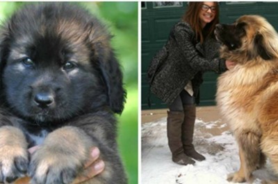 Szczeniaki tych ras są malutkie i słodkie. Ale gdy dorosną stają się wielkimi, majestatycznymi psami