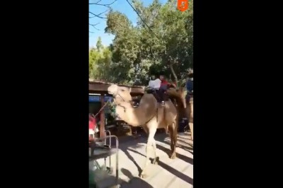 Jazda na wielbłądzie może być bardzo niebezpieczna. Przekonała się o tym mała dziewczynka