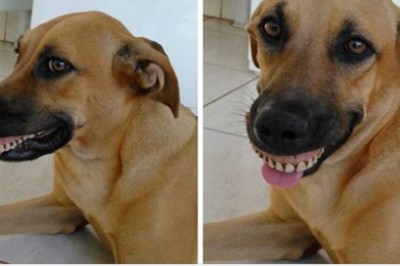 Jego pies wykopał w ogródku sztuczna szczękę. Gdy właściciel go zobaczył popłakał się ze śmiechu