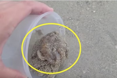 Uratował małą uwiezioną ośmiornicę. Po wszystkim zwierzątko zaczyna mu dziękować 