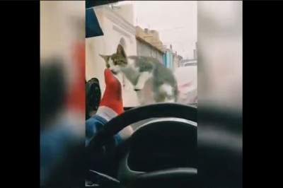 Seba w aucie narobił sobie problemów przez straszenie kota. Prawdziwy mistrz :D