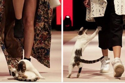 Przypadkowy kot wbiegł na wybieg podczas pokazu mody. Modelki nie wiedziały jak mają się zachować