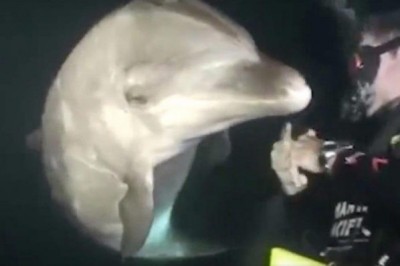 Delfin podpływa do nurka i prosi go o szybką pomoc. Niezwykłe zachowanie inteligentnego zwierzęcia 