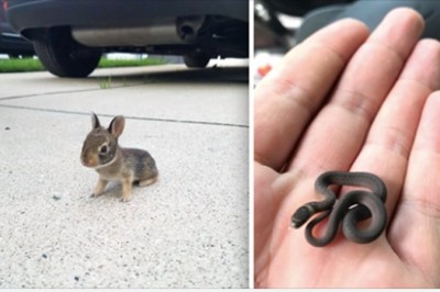 Te zwierzaki są tak malutkie, że nie będziesz mogła się na nie napatrzeć. Sama słodycz