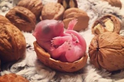 Mężczyzna znajduje malutką wiewiórkę na swoim łóżku. To, co stało się później, było kompletnie niespodziewane