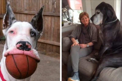 Ludzie publikują najlepsze zdjęcia swoich Dogów niemieckich. Olbrzymie rozmiary tych psów są niesamowite 