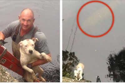 Ratownik wskakuje do wody by uratować psa. Zauważa wielki kształt pływający tuż za nim 