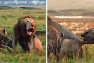 Lew przegrywa walkę ze sforą 20 hien. Jego brat słyszy rozpaczliwe ryki i rzuca się na pomoc
