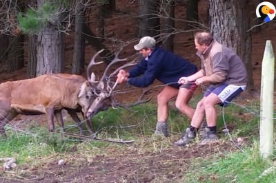 Dwa jelenie kontra dwóch kolesi. Ten film trzyma w napięciu do samego końca