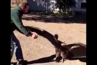 Kondor regularnie odwiedza gościa, który uratował mu kiedyś życie