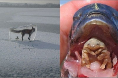 Te zdjęcia pokazują, że natura potrafi być brutalna. Niektóre z nich mogą cię zaszokować