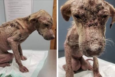 Ten pies był tak osłabiony, że nie dawano mu żadnych szans na przeżycie. Dwa miesiące później to zupełnie inne zwierzę