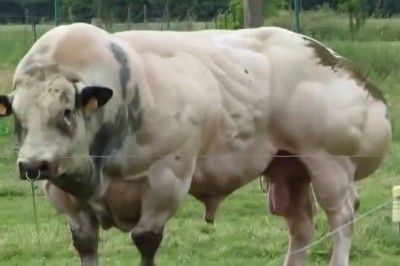 Tego byka hodowano tak, aby dał jak najwięcej mięsa. Zobacz, co się dzieje, gdy próbuje się ruszać