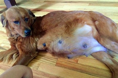 Kobieta ratuje ciężarną suczkę przed uśpieniem. Niedługo potem przeżywa bardzo niezwykły poród 