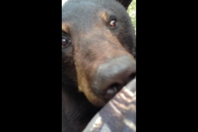 Oko w oko z wielkim niedźwiedziem. Majty miał pewnie do wymiany