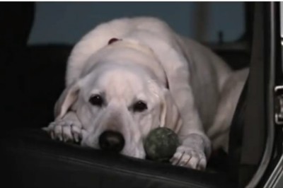 Ten film pokazuje życie z ludźmi z perspektywy psa. Właściciele zwierząt z całego świata są nim poruszeni 