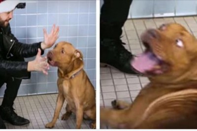 Magik z okazji świąt zrobił pokaz swoich sztuczek dla psów w schronisku. Reakcje czworonogów są niesamowite 