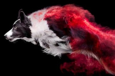 Posypała futra psów kolorowym pudrem i zaczęła robić zdjęcia. Rezultaty zapierają dech w piersiach 