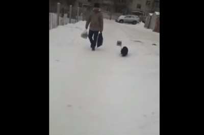 Pies pomocnik. Prawdziwy przyjaciel na którego zawsze można liczyć