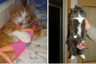 Te zwierzaki są mistrzami robienia niespodzianek dla swoich właścicieli. Przyłapane na gorącym uczynku 