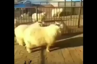 Koza karateka lata po ścianach jak w Matrixie. Szybki nokaut