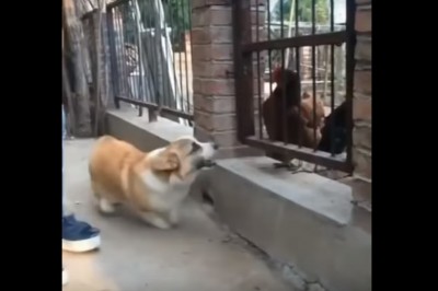 Typowy kozak w necie i jego zachowanie. Na żywo od razu wymięka