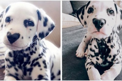 Dalmatyńczyk Wiley ma serduszko na nosie, a ludzie oszaleli na jego punkcie