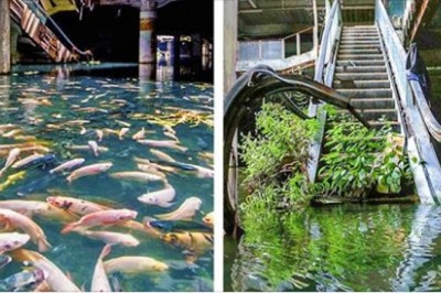 20 fascynujących zdjęć które udowadniają, że natura zawsze wygra. Porzucone miejsca znów tętnią życiem