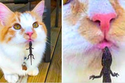 Te 14 zdjęć działa lepiej niż jakikolwiek antydepresant. Nietypowe ujęcia które rozbawią każdego 