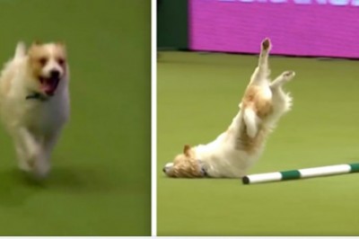 Nie wygrał w konkursie ale skradł serca całej widowni. Waleczny piesek na torze przeszkód 