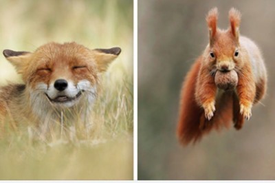 25 niezwykłych fotografii dzikich zwierząt w nietypowych sytuacjach. Te zdjęcia oczarowały masę ludzi