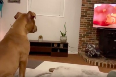 Niezwykle wzruszająca reakcja suczki na śmierć Mufasy z „Króla Lwa”. Jej właściciel wszystko nagrał 