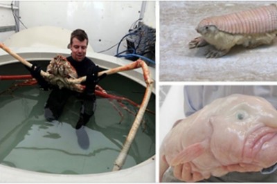 Rzadkie gatunki zwierząt, których wygląd będzie dla Ciebie zaskakujący. Ewolucja potrafi zaskoczyć 