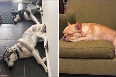 Właściciele dzielą się zwariowanymi zdjęciami swoich psów. Z takimi zwierzakami nie ma ani chwili nudy