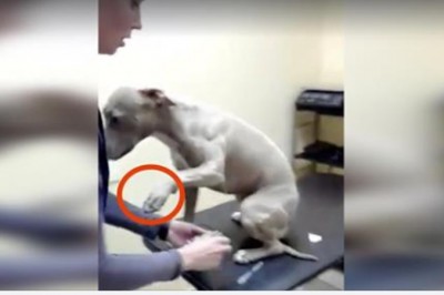 Weterynarz musi pobrać krew pitbullowi. Zachowanie psa zdziwiło lekarza i samego opiekuna