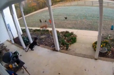 Pies nie dał rady to właścicielka wzięła sprawy w swoje ręce i rozwaliła system