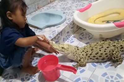 Mała dziewczynka myje zęby krokodylowi. To są jej domowi pupile