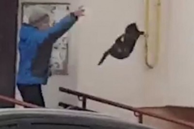 Babcia chciała przepędzić łosia spod bloku, więc rzuciła w niego kotem