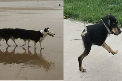 20 zdjęć panoramicznych zwierząt, na których coś poszło nie tak