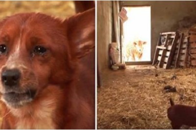 Pies został rozdzielony z krową, która go wychowała. Nagrano moment ich ponownego spotkania