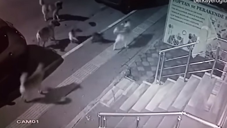 Sześciu na jednego, czyli psia banda kontra samotny kotek