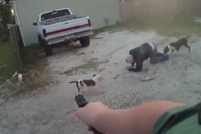 Nastolatek z dziadkiem kontra stado psów. W ostatniej chwili uratował ich policjant