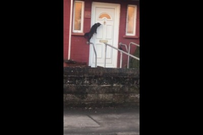 Kiedy Twój kot wraca po nocnej imprezie do domu, a zapomniał wziąć kluczy