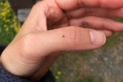 Nimfy kleszczy mają wielkość ziarenka maku i mogą cię obleźć nawet w miejskim parku. Sprawdzaj swoją skórę 