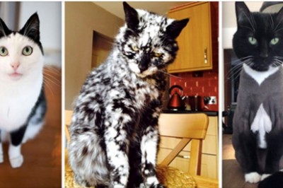 Te kociaki są obdarzone nietypowym umaszczeniem. Na ich sierści pojawiły się unikalne wzory